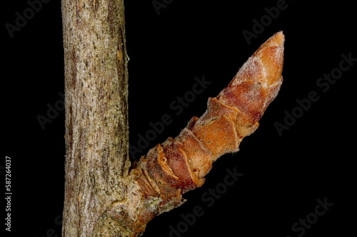 Golden Currant (Ribes aureum). Lateral Brachyblast Closeup photo