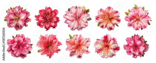 Isolated Azalea flowers on transparent background. Generative AI