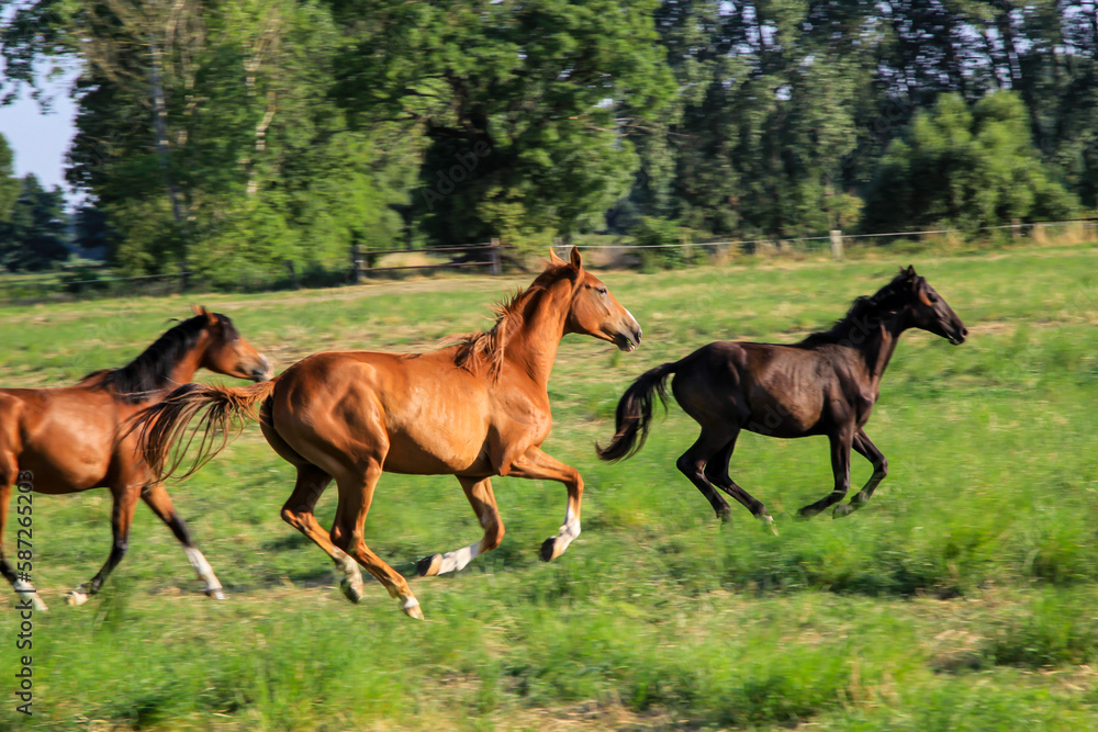 Ein Pferd, eine Herde von Pferden, die auf einer Koppel grasen.