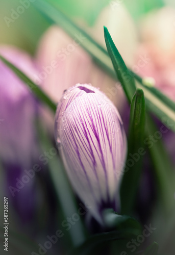 Fotografie crocus close up