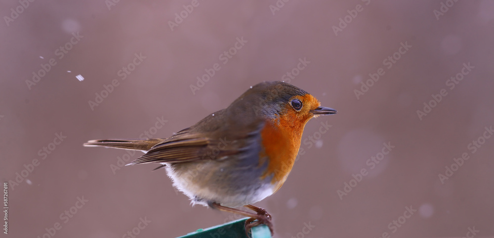 A robin on a blurred pink background during a light snowfall....... A robin on a blurred pink background during a light snowfall.......