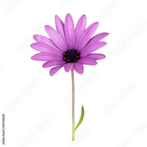 Stems of meadow grass with purple flowers isolated on white background with clipping path. Full Depth of field. Focus stacking. PNG