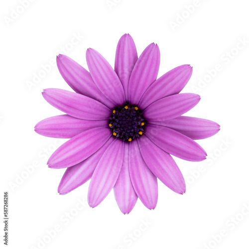 Stems of meadow grass with purple flowers isolated on white background with clipping path. Full Depth of field. Focus stacking. PNG