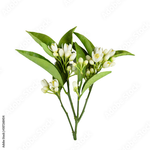 Tableau sur toile Blossoming branch of orange tree branch and flowers isolated on white background with clipping path
