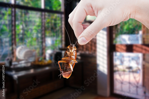 Hand holding cockroach with a kitchen background, eliminate cockroach in kitchen, Cockroaches as carriers of disease