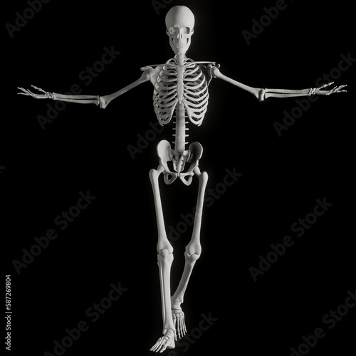 skeleton posing 3d render illustration with transparent background © dada_design