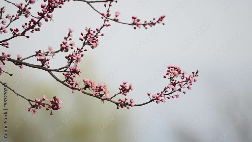 Pink cherry blossom tree spring background Pink cherry blossom tree spring background