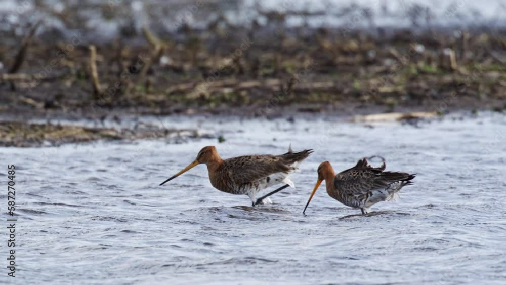 Grutto's Walking Through Shallow Water Catching Food, Close Up Slow Motion Grutto's Walking Through Shallow Water Catching Food, Close Up Slow Motion