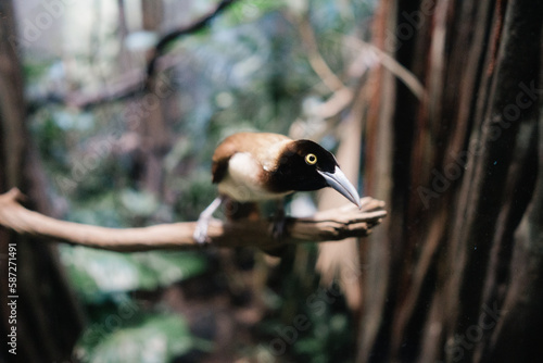A Female Bird of Paradise