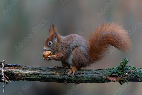 Eurasian red squirrel (Sciurus vulgaris) eating a walnut on a branch. Noord Brabant in the Netherlands. 