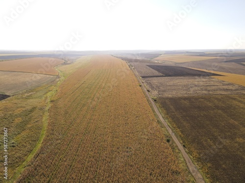 summer harwesting corn farm field ukraine 2022 photo