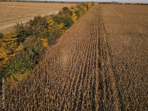 summer harwesting corn farm field ukraine 2022 photo