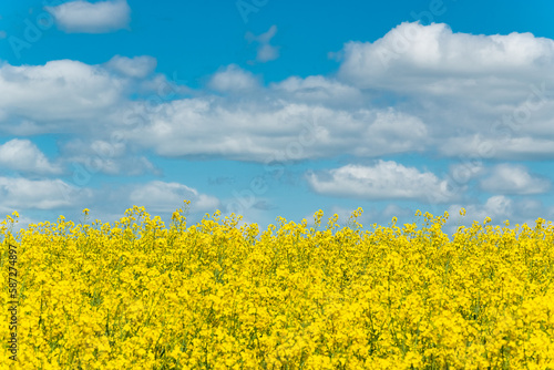 Blooming canola field and the blue sky with clouds.