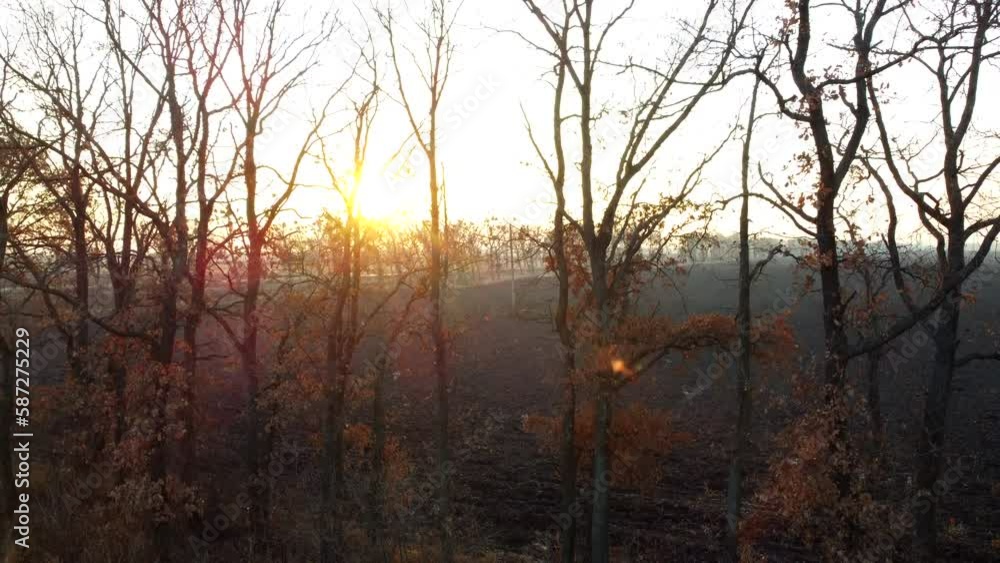 The setting rising sun shine through the trees without leaves on the background of the agricultural field of plowed land of black earth on a sunny autumn day. Rural countryside scenery. Lifting up The setting rising sun shine through the trees without leaves on the background of the agricultural field of plowed land of black earth on a sunny autumn day. Rural countryside scenery. Lifting up