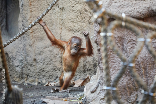  Young orangutan gymnastics in the enclosure.