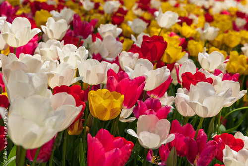 Spring flowers. mutlicolored tulips in full frame view. photo