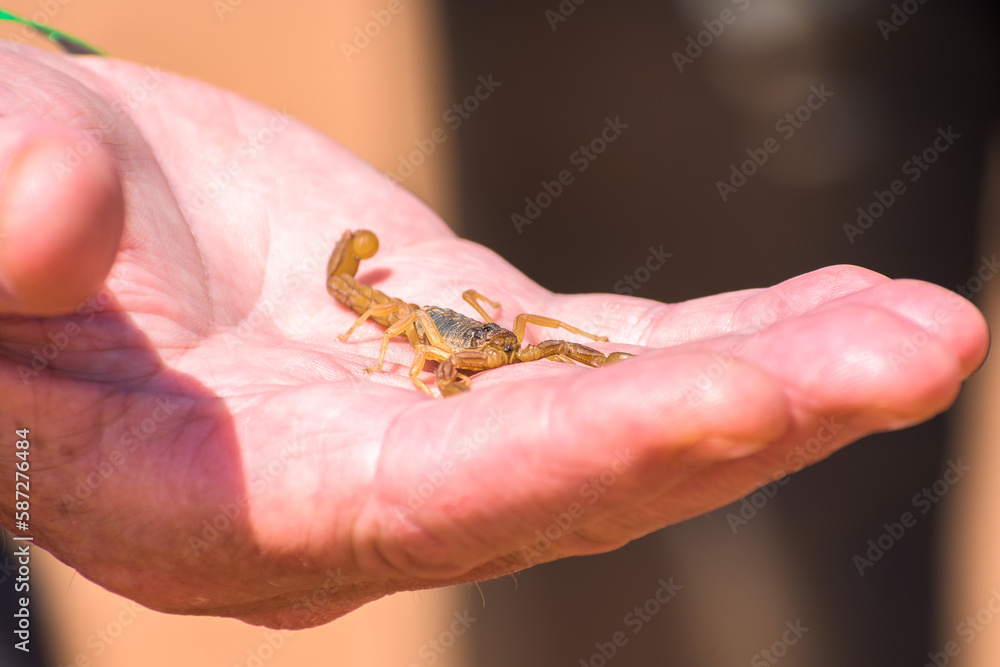 Holding Scorpion in close-up, Moroccan Scorpion on hu,an hand Buthus mardochei Holding Scorpion in close-up, Moroccan Scorpion on hu,an hand Buthus mardochei