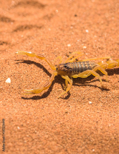 Moroccan Scorpion on the desert sand, Scorpion in close-up Buthus Mardochei