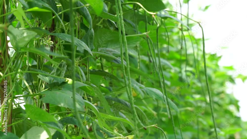 The asparagus bean (Also called Vigna unguiculata, green bean, yardlong bean, long-podded cowpea, snake bean, bodi, bora) on the tree The asparagus bean (Also called Vigna unguiculata, green bean, yardlong bean, long-podded cowpea, snake bean, bodi, bora) on the tree