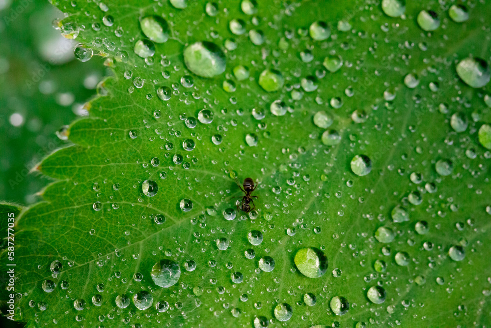 Green leaves in dew drops. Green leaves in dew drops.
