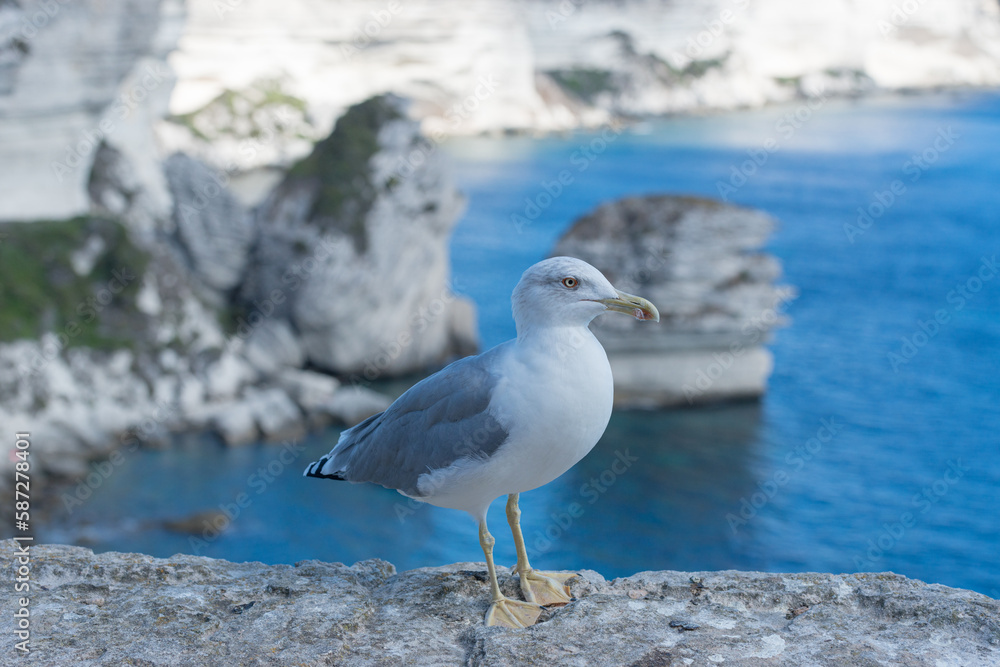 Fototapeta premium Stadtmauer von Bonifacio mit Möve 