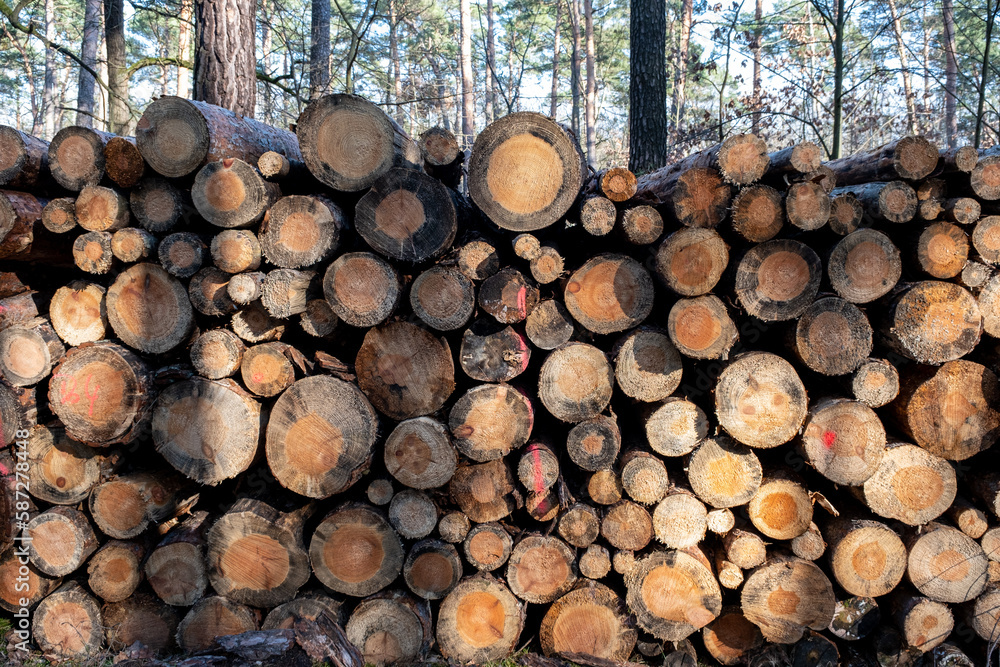 Logs from felled trees as wood piles in the forest