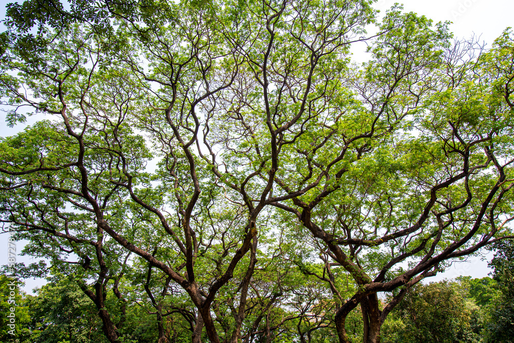 Large trees spread beautifully in a large park , Ant's eyes view Large trees spread beautifully in a large park , Ant's eyes view