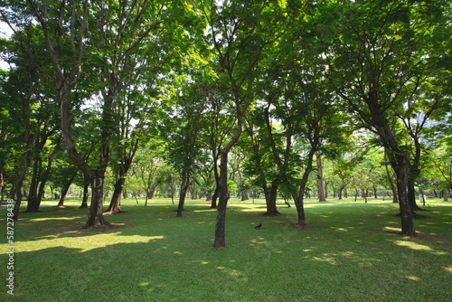 Lots of big trees provide shade in the large park
