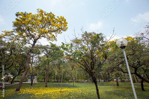 Yellow flowers that fall from the tree falling on the green grass