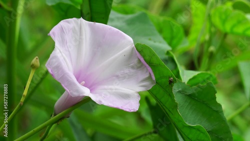 Ipomoea carnea (Also called Kangkung pagar, krangkungan, pink morning glory) in nature. photo