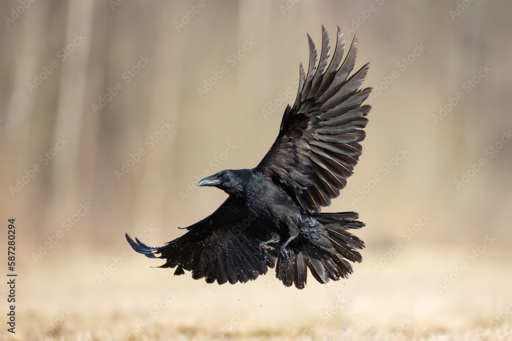 Fototapeta premium Bird beautiful flying raven Corvus corax North Poland Europe
