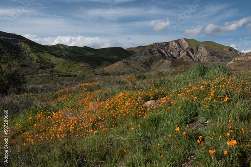 Spring Poppy Bloom Near Soledad Canyon, Santa Clarita, California