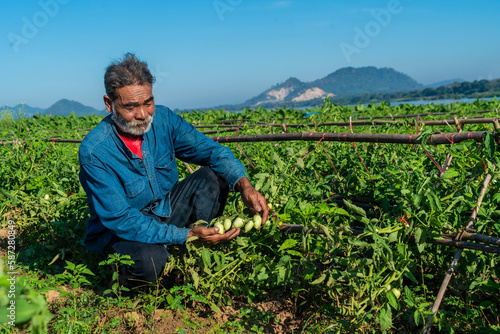 Farmers sit and watch organically grown tomatoes in their garden plots.