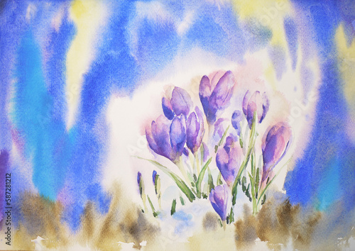 Crocuses flower in spring, watercolor illustration with blue background.