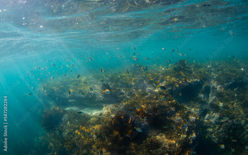 Fototapeta premium A school of fish around underwater reef.
