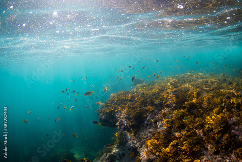 Fototapeta Naklejka Na Ścianę i Meble -  Beautiful school of fish underwater around the reef.