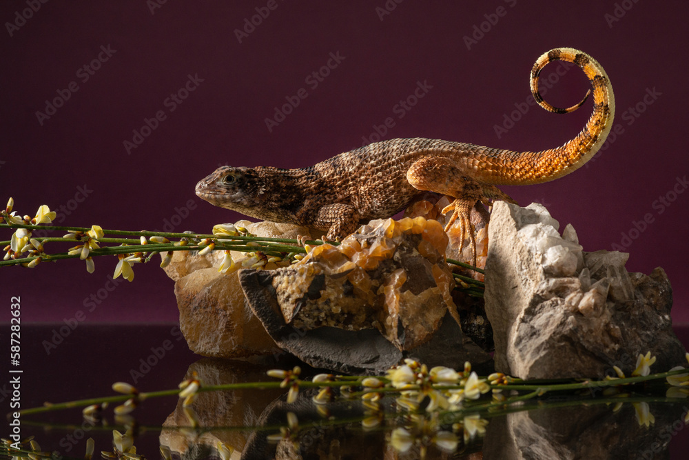 Fototapeta premium Northern curly-tailed lizard on rock with yellow genista in studio. Portrait of saw-scaled curlytail with reflection on dark purple background. High quality photo of Leiocephalus carinatus