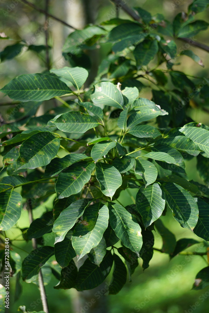 Hevea brasiliensis (Also called Para rubber tree, sharinga tree, seringueira, rubber tree, rubber plant, para) in the field. This plant produces latex Hevea brasiliensis (Also called Para rubber tree, sharinga tree, seringueira, rubber tree, rubber plant, para) in the field. This plant produces latex