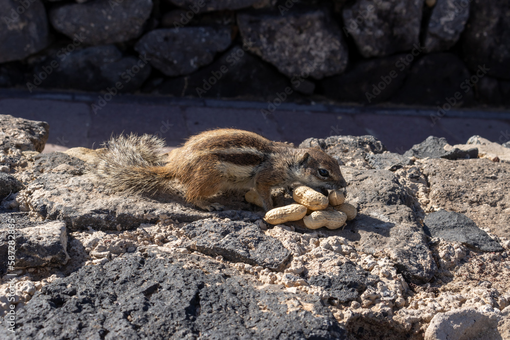 Obraz premium Chipmunk and peanuts, Fuerteventura, Spain
