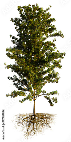young tree with roots  isolated on transparent background
