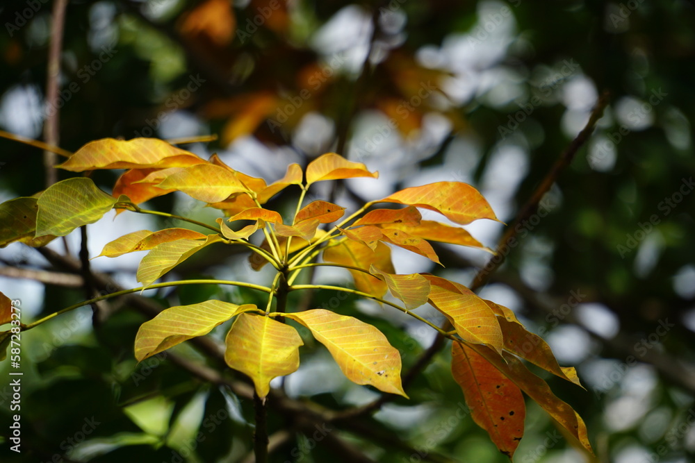 Hevea brasiliensis (Also called Para rubber tree, sharinga tree, seringueira, rubber tree, rubber plant, para) in the field. This plant produces latex Hevea brasiliensis (Also called Para rubber tree, sharinga tree, seringueira, rubber tree, rubber plant, para) in the field. This plant produces latex