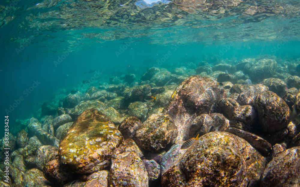 Obraz premium Rocky surface on the ocean floor with small fish.