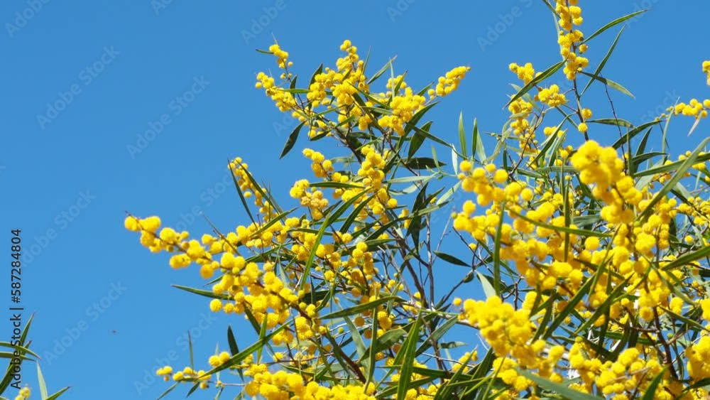 Golden yellow mimosa bush (acacia pycnantha) plant and blue sky. Branches sway in the wind. Golden yellow mimosa bush (acacia pycnantha) plant and blue sky. Branches sway in the wind.