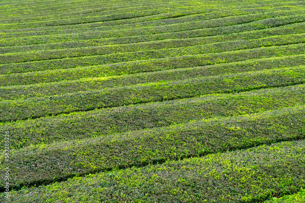 Gorreana tea plantation on the island of São Miguel.