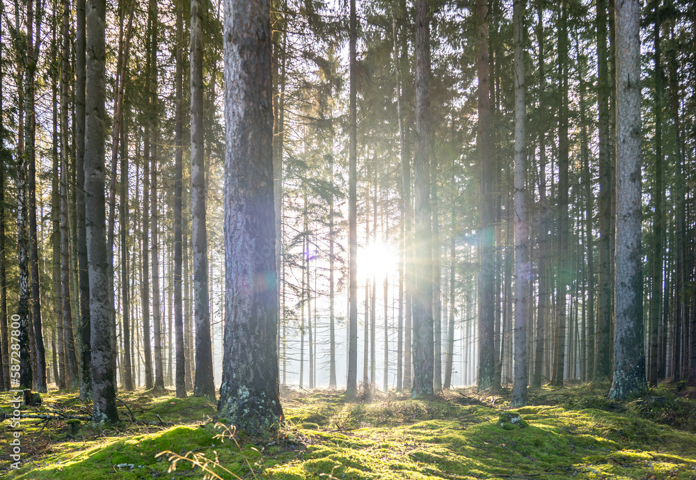 Obraz premium Sun rays in the forest