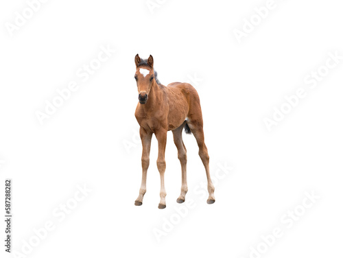 brown thoroughbred foal isolated on white
