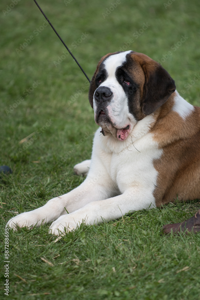 Saint Bernard laying down in the grass relaxed