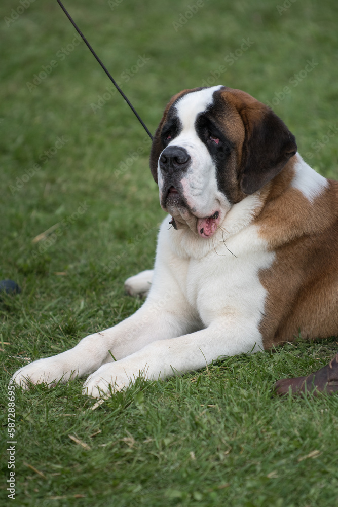 Saint Bernard laying down in the grass relaxed Saint Bernard laying down in the grass relaxed
