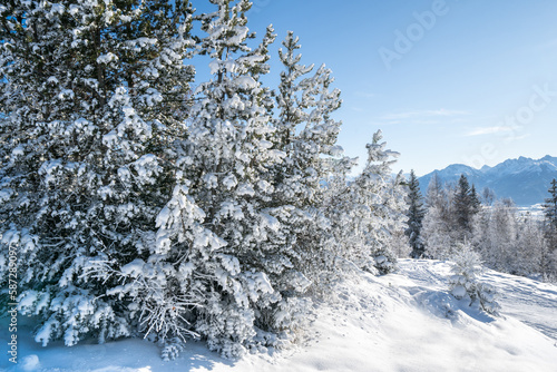Winter forest in Seefeld, Austria © robertdering