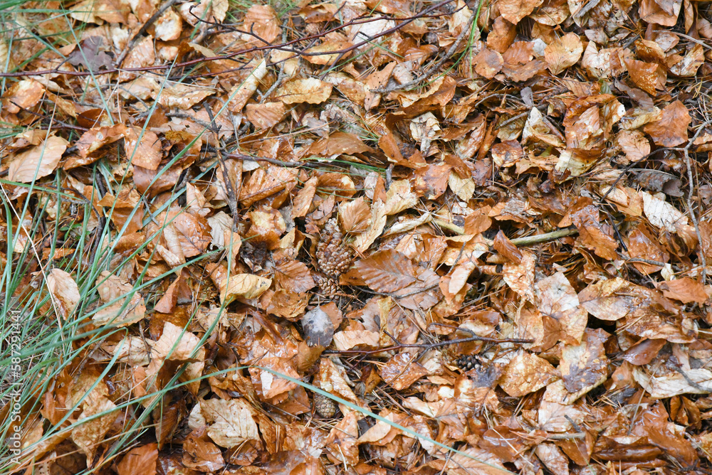 suelo de hiervas y hojas secas de los arboles